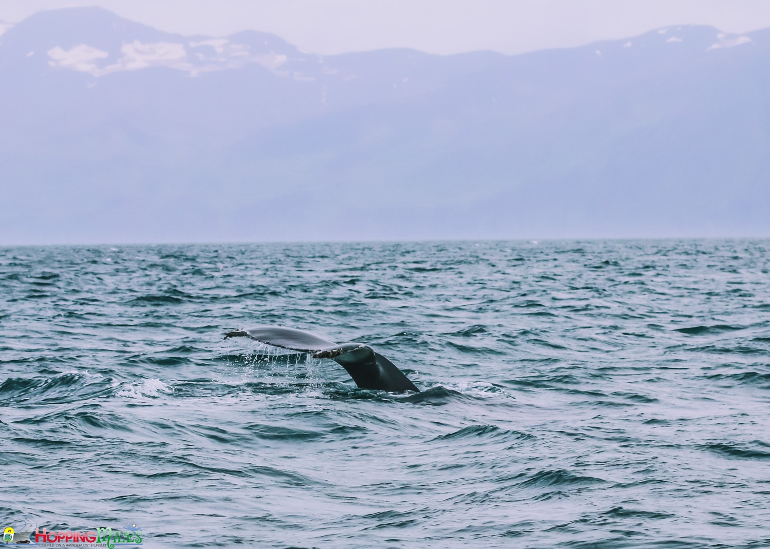 Husavik Whale watching with North Sailing