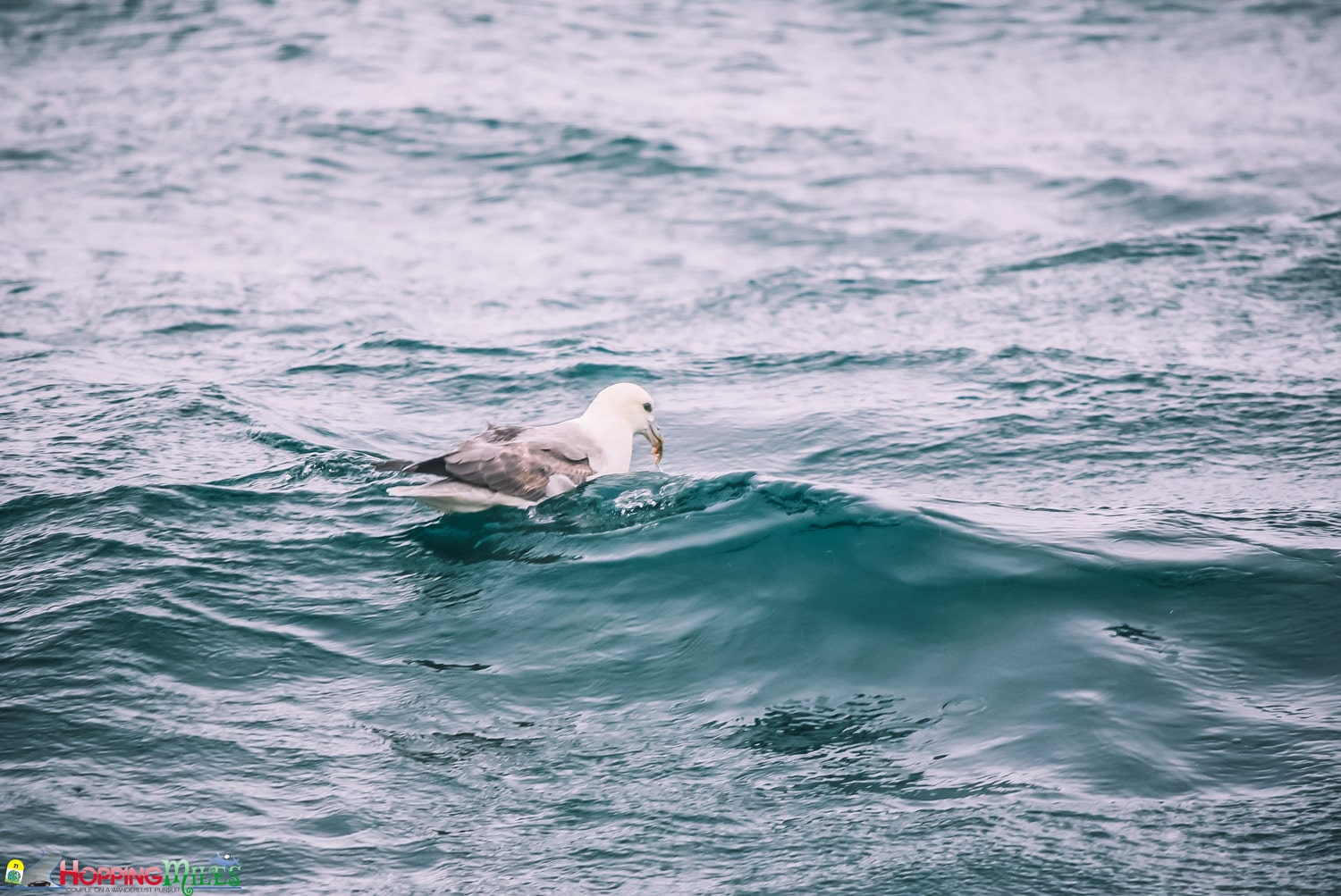 Husavik Whale watching with North Sailing