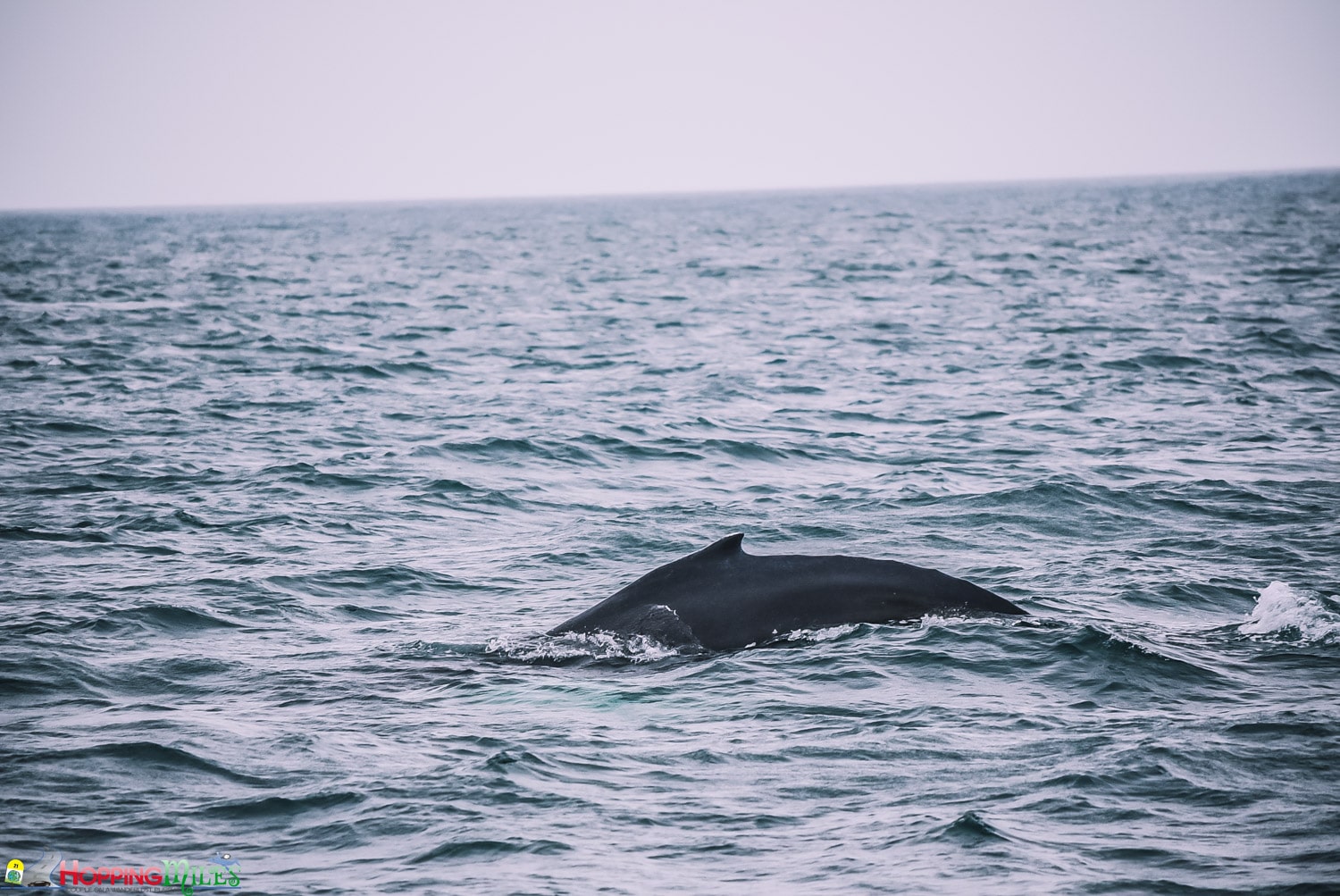 Husavik Whale watching with North Sailing