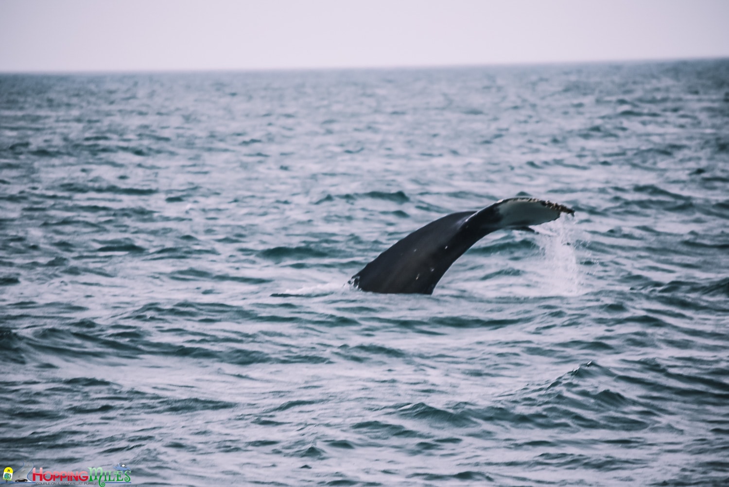 Husavik Whale watching with North Sailing