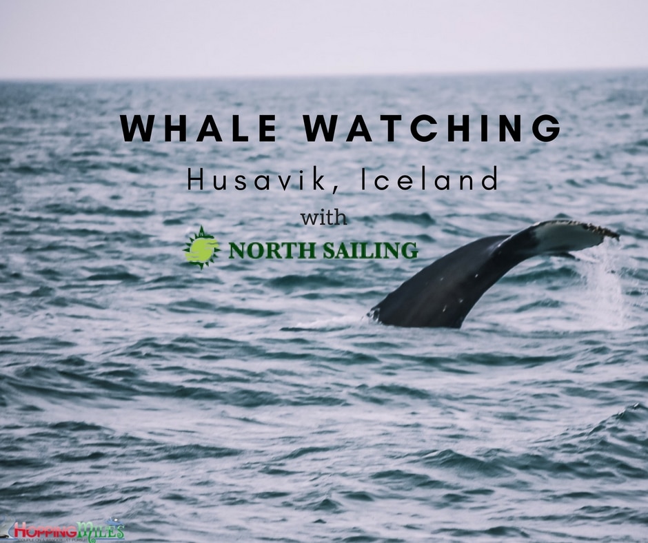 Husavik Whale watching with North Sailing